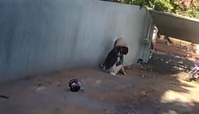 Cão morre ao defender tutora de ataque de Pitbull em MS