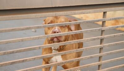 Ataque de pitbull deixa criança com fratura e trauma no rosto