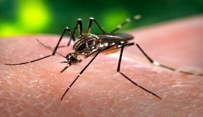 Boletim aponta casos de chikungunya e dengue em Bonito e alerta para prevenção