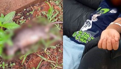 Criança de 7 anos é mordida por rato de terreno abandonado