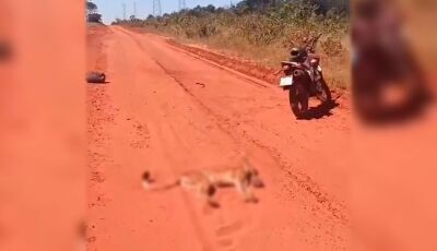 Motociclista atropela onça-parda e alega ter sido atacado pelo animal  