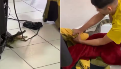 Jacaré invade salão de beleza e deixa clientes assustados