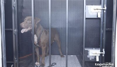Cães pitbulls e fila fogem de casa e atacam cachorrinho 