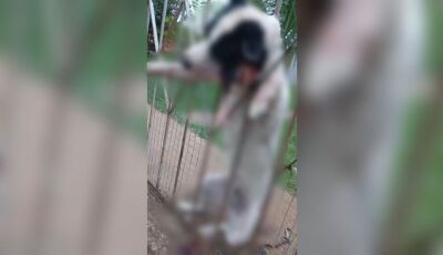 Cachorrinha morta por pitbulls deixa moradores assustados 