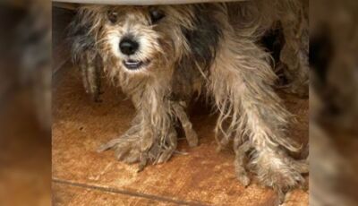 Cães são encontrados sem água e comida, e dono acaba preso por maus-tratos 