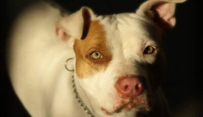 Mulher é atacada por pitbull e fica gravemente ferida em MS