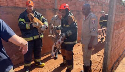 Pitbulls invadem casa, matam cadela e mobilizam operação de resgate 