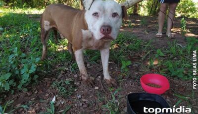 Criança de 8 anos é atacada por pit bull e pode perder audição 
