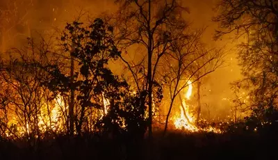 Auxiliar florestal será indenizado após atuar no combate a incêndios sem proteção adequada