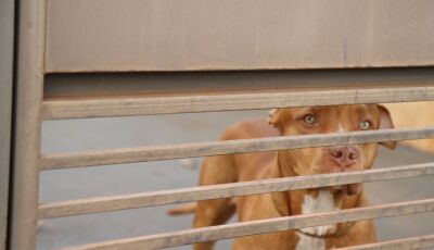 Pitbull ataca pintinhos e mata cachorro dentro de residência 
