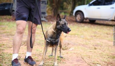 Cachorro escapa de casa e ataca pai e filho em Campo Grande