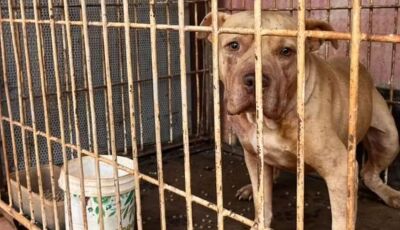 Pitbull foge de casa, invade residência de vizinha e mata cães  