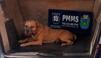 Pitbulls escapam e atacam outros cachorros em MS