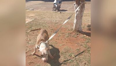 Pitbull escapa e ataca outros animais em condomínio 