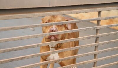 Homem fica gravemente ferido ao ser atacado por pitbull em MS