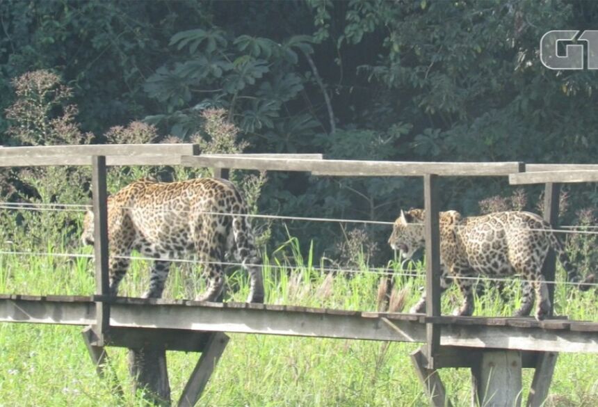 Onça-pintada e filhote são flagrados atravessando trilha de madeira, no Pantanal de MS.