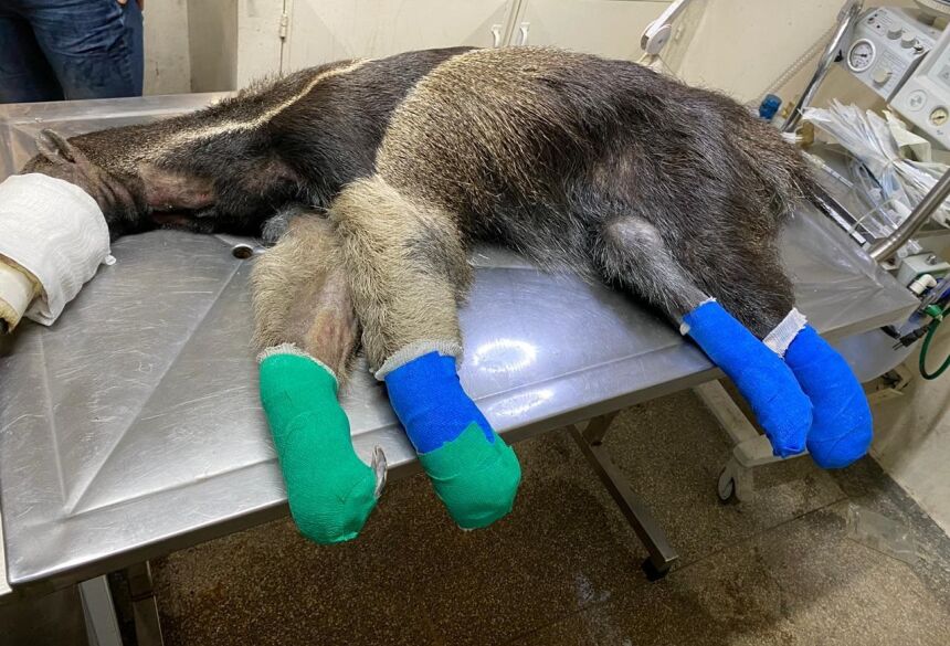 Tamanduá recebe tratamento com pele de tilápia Foto: CRAS