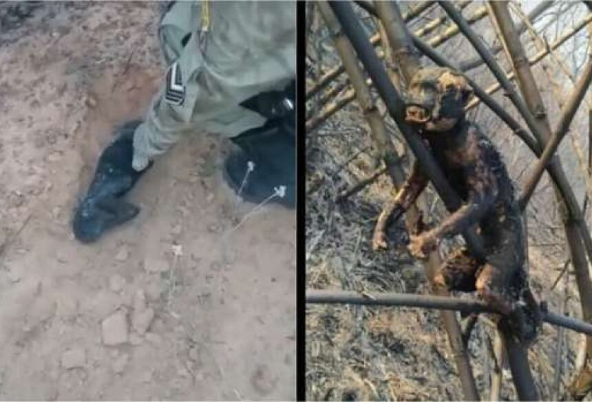 Macaquinho encontrado morto ganhou enterro digno no seu habitat que foi consumido por fogo - Crédito: Divulgação/Corpo de Bombeiros/Reprodução Redes Sociais