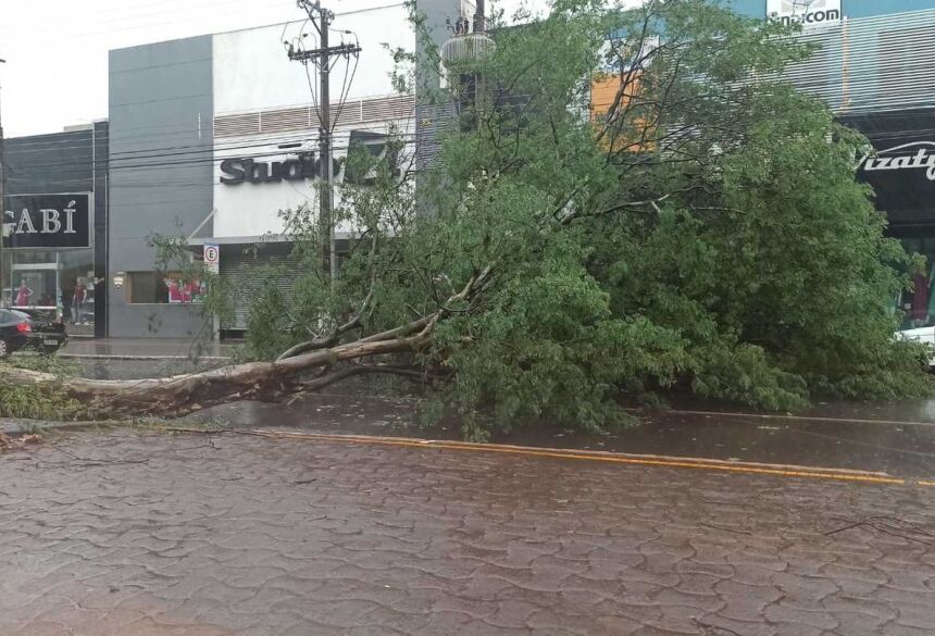 Árvore caiu e quase atingiu carros na Marcelino Pires; Foto: Sidnei Bronka/Ligado Na Notícia