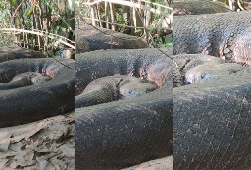 Cobra gigante foi flagrada em Bonito (MS).  Foto: Vilmar Teixeira/Arquivo pessoal