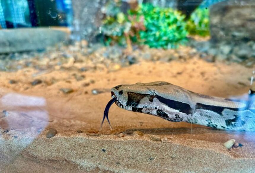 O nome da nova moradora foi carinhosamente escolhido pela importância que Rachel Carson teve para o meio ambiente no mundo