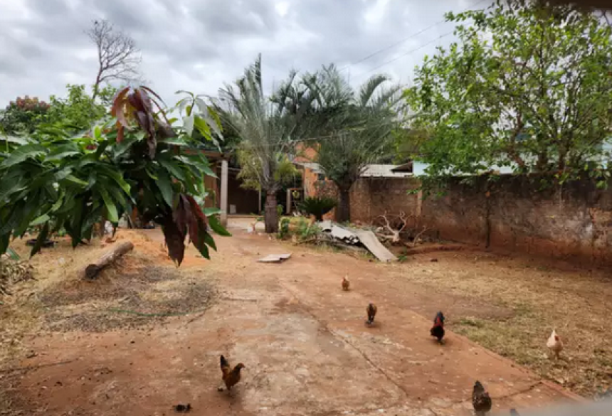 O responsável pelo cão foi preso em flagrante