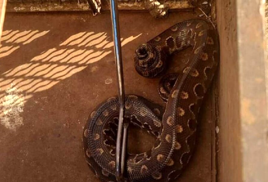 A cobra foi capturada, colocada em uma caixa de contenção e solta em seu habitat natural