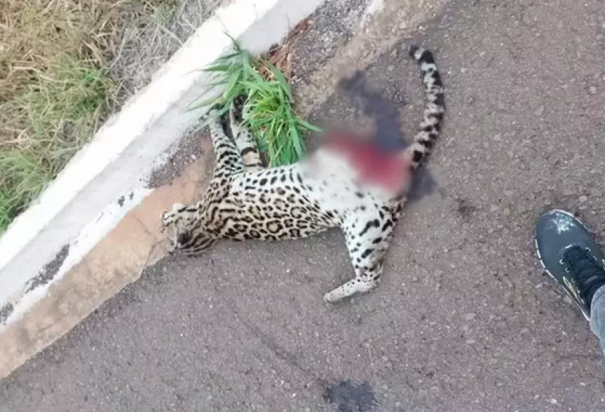 Essa é a segunda jaguatirica encontrada sem vida na região, em menos de um mês