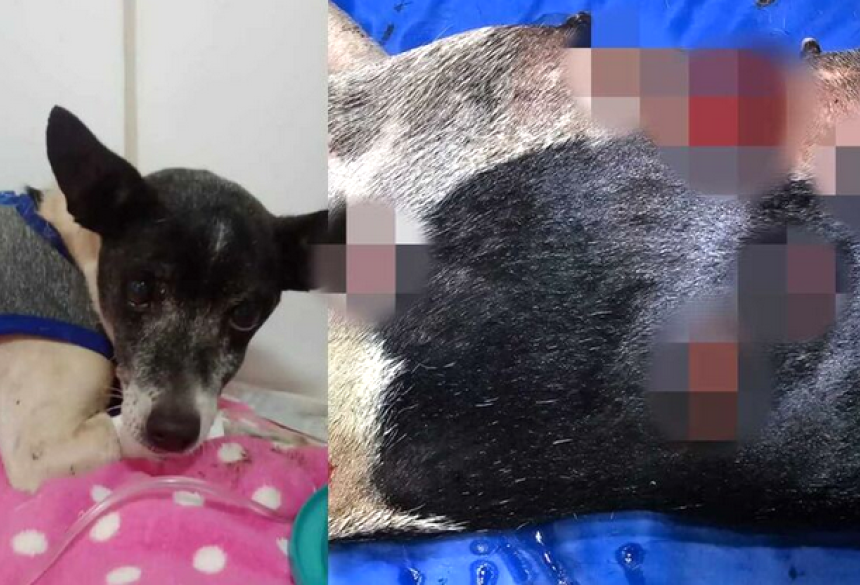 Chaieny era uma cachorrinha dócil, amável e recebia todo amor e carinho dentro de casa