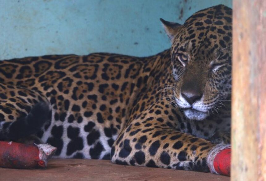   Aitã consome entre 5 kg e 8 kg por dia, enquanto Miranda ingere de 3 kg a 5 kg