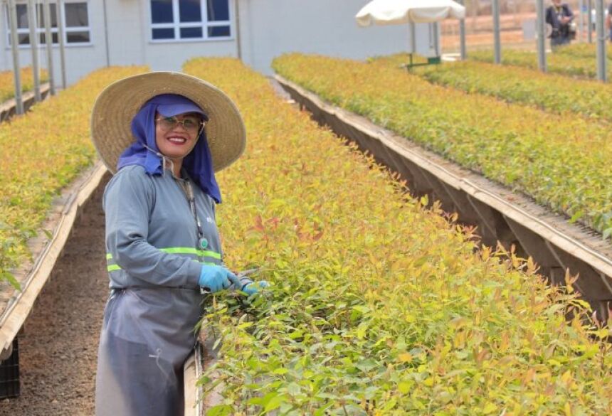 O trabalho das mulheres no setor florestal do município tem ganhado destaque graças a iniciativas de qualificação profissional promovidas pelo Governo do Estado 