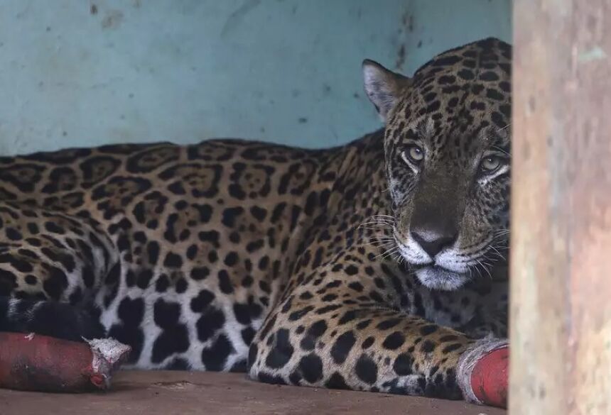 O felino foi encontrado em estado crítico, com sinais evidentes de debilidade, desnutrição e exaustão