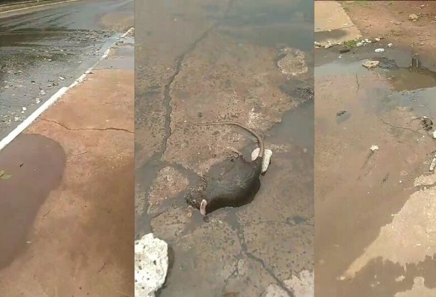 Em contato com o morador, independente da força da chuva, o bueiro da rua levanta e expulsa os dejetos que apodrecem a porta da casa das famílias