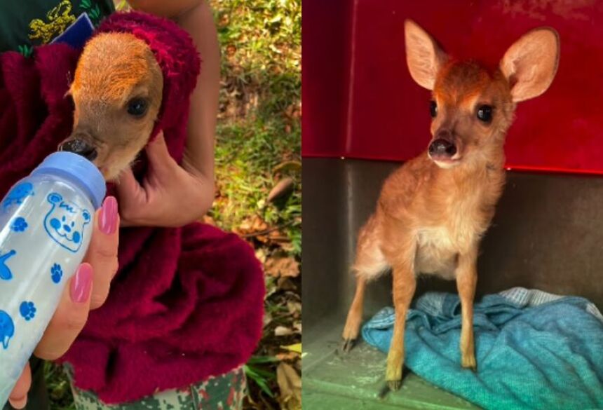 A PMA alerta a população para que, ao encontrar filhotes de animais silvestres sozinhos, não os levem para casa