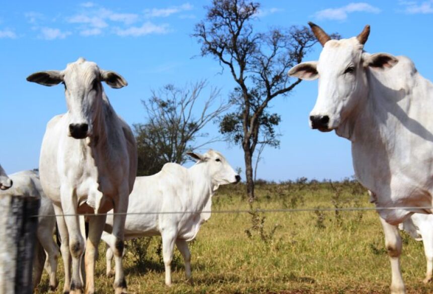 O objetivo é atender as ações estabelecidas pelo Ministério da Agricultura e Pecuária, rumo a obtenção da área livre de aftosa sem vacinação