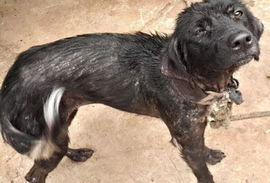 Uma cadela prenhe estava infestada de carrapatos