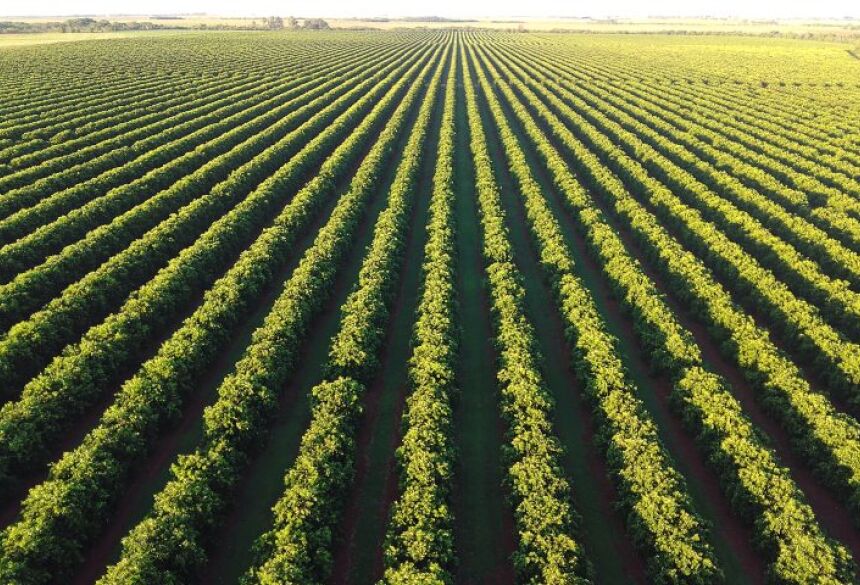 Além de conhecer o projeto, o governador também visitou a área experimental de 120 hectares que já está em plena produção