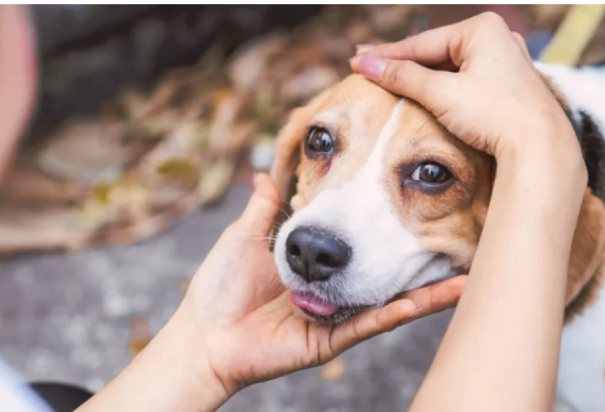  O mês de dezembro foi escolhido para a campanha devido à proximidade com o Dia Internacional dos Direitos dos Animais