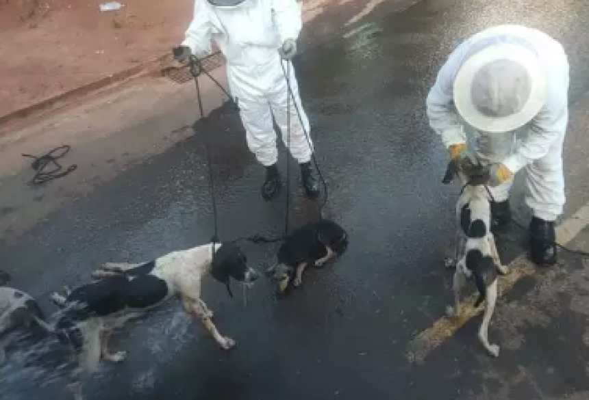 O Corpo de Bombeiros também foi chamado e acionou um apicultor para realizar a remoção segura da colmeia