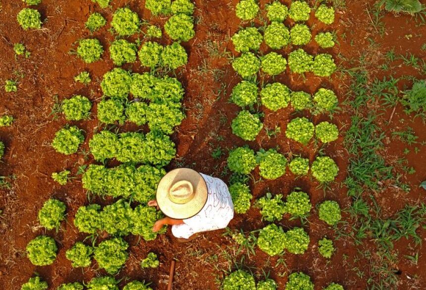 Cada projeto selecionará quatro egressos dos cursos de ciências agrárias e áreas afins, que serão treinados por professores e profissionais