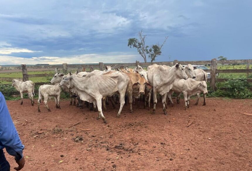 Os animais encontrados foram devolvidos aos donos