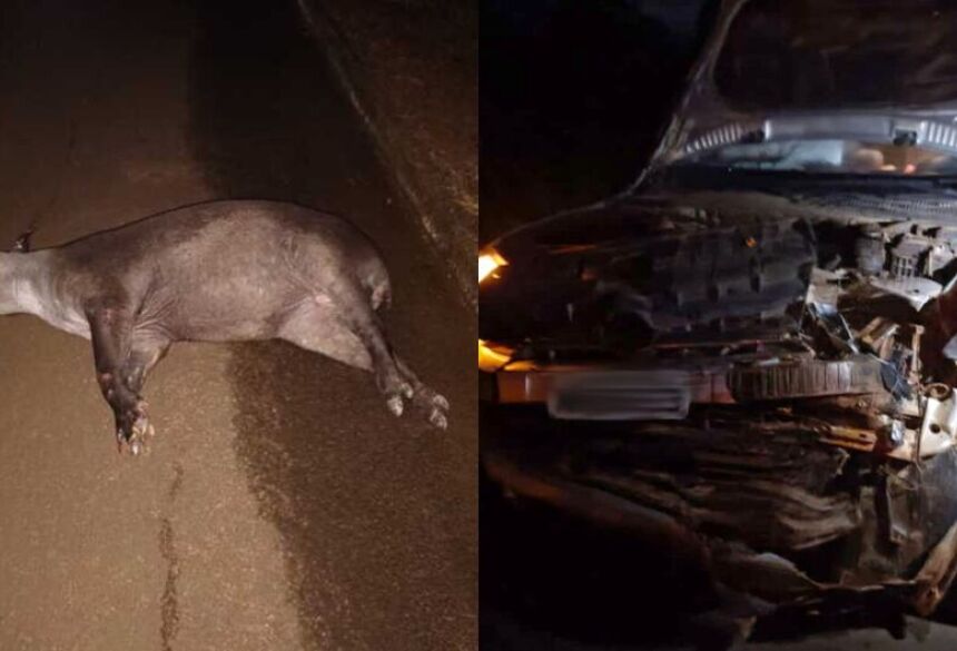 O animal tentava atravessar a rodovia, mas o motorista não teria percebido a tempo