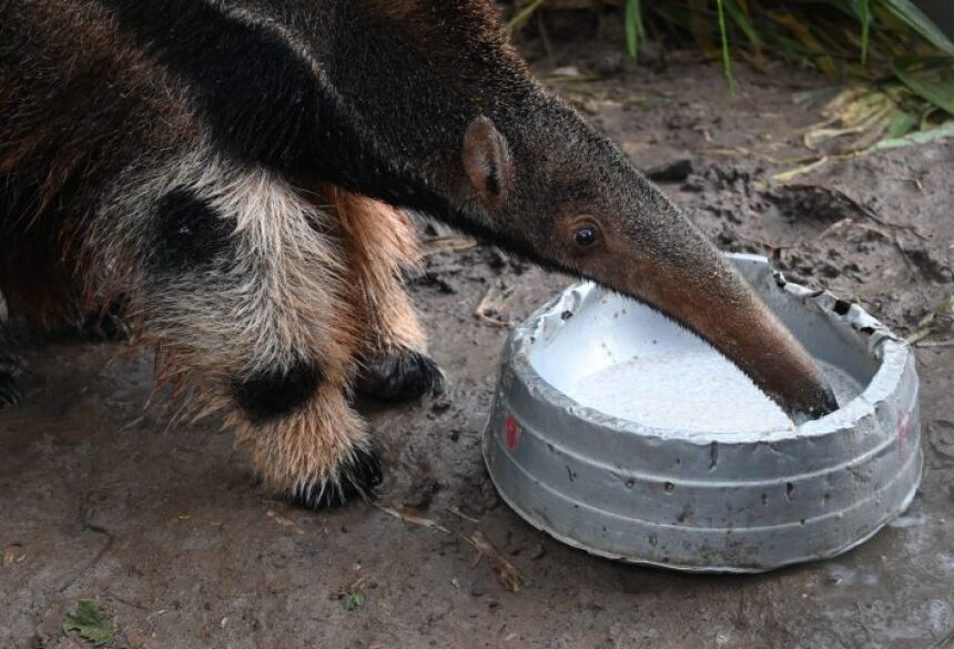 A iniciativa faz parte do projeto Órfãos do Fogo, que tem como missão resgatar e devolver ao habitat natural animais que sofreram com queimadas