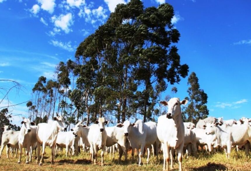 O produtor rural ou seu representante legal que explore atividades agropecuárias, em imóvel próprio ou alheio