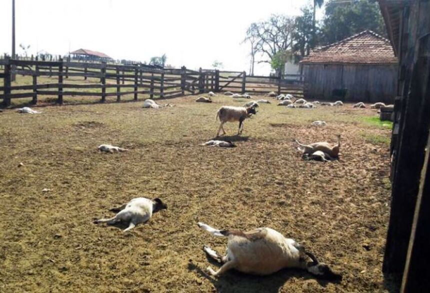 Durante esse período, mataram 11 carneiros e feriram outros dois, incluindo um reprodutor avaliado em aproximadamente R$ 5 mil
