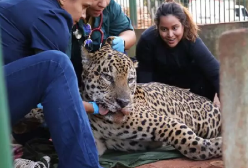O mantenedor de fauna para onde a onça-pintada foi levada fica no Instituto Ampara Animal, que já tem sob tutela oito onças 