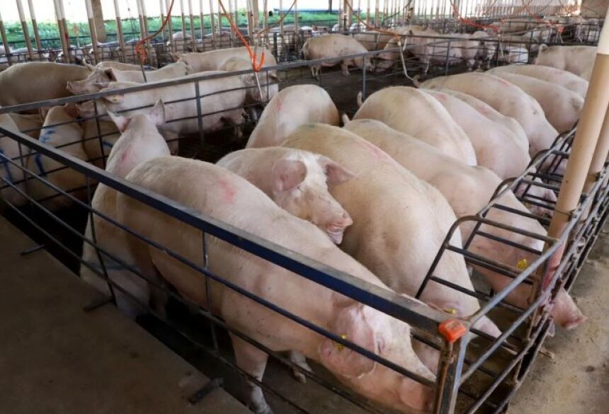 Beretta revelou que hoje o Estado conta com cerca de 300 produtores atuando na suinocultura, distribuídos entre a região sul e o norte