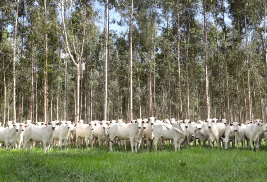 A campanha é dividida em duas etapas e tem como foco a imunização obrigatória de fêmeas bovinas e bubalinas com idade entre 3 a 8 meses