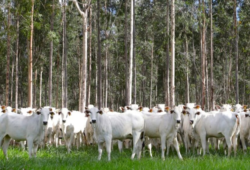  A decisão acontece após o Brasil receber, em maio deste ano, durante a 92ª Sessão Geral da Assembleia Mundial de Delegados da Organização Mundial de Saúde Animal