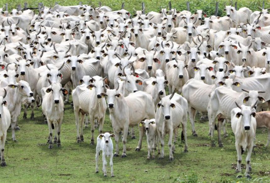 O trabalho para conquistar o status de área livre da aftosa sem vacinação durou 20 anos e contou com um investimento em estrutura na Iagro